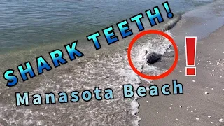 Manasota Beach, Collecting Ancient Shark Teeth, FL  @ALEXANDERSHARESTHEWILD
