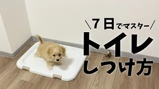 ［English subtitles］【Master in 7 days】How to potty train a puppy《5 easy steps》