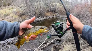 Wild Trout Fishing Deep in the Mountains of Utah! - Bass'N'Trout