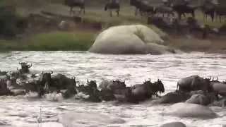 Wildebeest Crossing - Serengeti 20 Aug 14