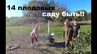 Вы видели инжирные рощи? Наши посадки