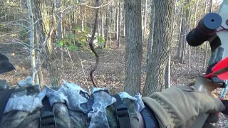 Recurve buck miss three cameras