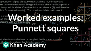 Worked examples: Punnett squares | Inheritance and variation | Middle school biology | Khan Academy