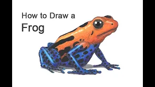 How to Draw a Frog (Poison Dart Frog)