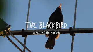 Blackbird (The People of The Garden )