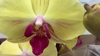 Орхидеи в Икее. Удивила цена... и объявление для омичей))