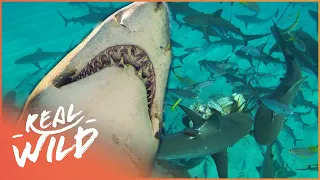 The World's Strangest Sharks | The Blue Realm | Real Wild