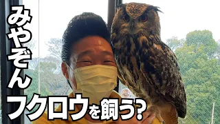 みやぞん、大好きなフクロウを飼います？？🦉