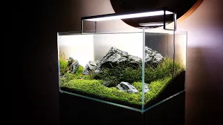 BEAUTIFUL Iwagumi AQUASCAPE with Pete (Part 3 of 3)