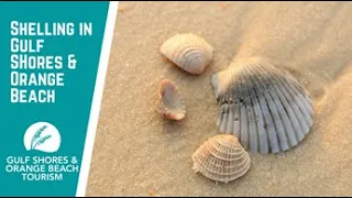 Gulf Shores & Orange Beach Shelling: What to Expect | Shelling in Gulf Shores & Orange Beach