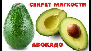 КАК сделать резиновый 🥑 АВОКАДО спелым и МЯГКИМ за СУТКИ ⁉️