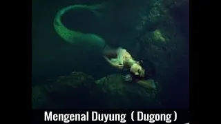 Mengenal Duyung ( Dugong  )