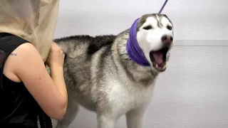 Step aside Fredo, there's a new dramatic Husky in town.