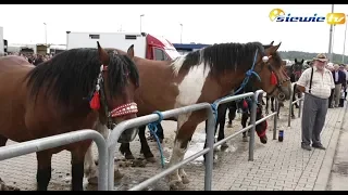 DUŻE, BARWNE, SWOJSKIE, CZYLI TARGI KOŃSKIE W PAJĘCZNIE - siewie.tv