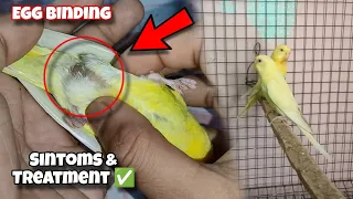 Easy Way to Relif Your Bird From Egg Binding Problem 💯