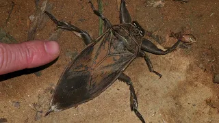 Giant 'toe biter' water bugs discovered in Cyprus for the 1st time