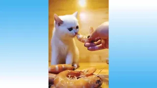 Cute Pets And Funny Animals Compilation #3    #Fake IT