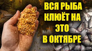 В ОКТЯБРЕ ВСЯ РЫБА КЛЮЁТ НА ЭТО