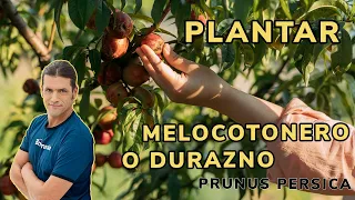 Variedades de durazno 🍑​ Cómo plantar el PRUNUS PERSICA con Jardinatis 🌸​