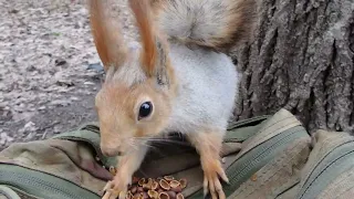 Голодная белка сама нашла меня / A hungry squirrel found me by itself