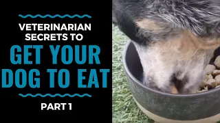 Veterinarian Secrets To Get Your Dog to Eat: Part 1 VLOG 68