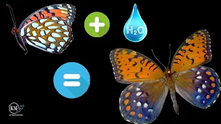 HOW TO REHYDRATE A DRIED BUTTERFLY SPECIMEN - DO'S AND DON'TS