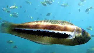 Scuba Diving in Sydney