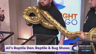 Ali's Reptile Den: Reptile & Bug Shows