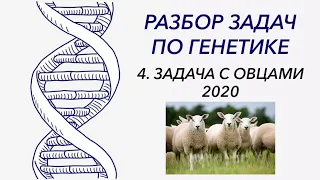 Разбор задачи по генетике, 2020 год - ЦТ, ЕГЭ, ЗНО