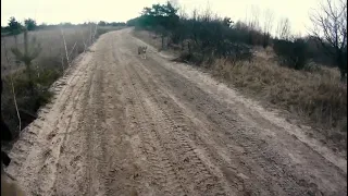 Під час виконання бойового завдання до наших воїнів вийшов вовк. Бо навіть вовки відчувають добро