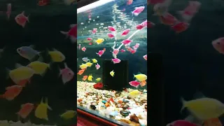 Glofish, Colourful Widows, Naato Naato #youtubeshorts #shorts #viral #fish #glofish #trending