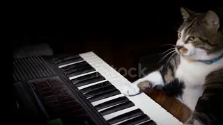 Piano Cat