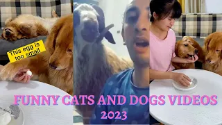 Funny Animal Videos 2023 😇- Funniest Dogs and Cats Videos 😁 #KDC3654 🔔👍 #145