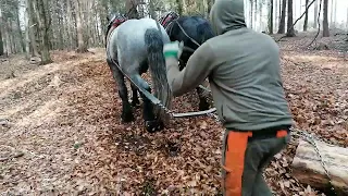 ťažné kone v lese