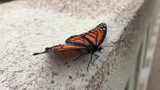 Butterfly (9/10/18)