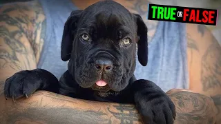 There Are 2 Types of Cane Corso - TRUE or FALSE