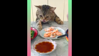 32  Cute and Funny Cat Videos Compilation   short1080P HD