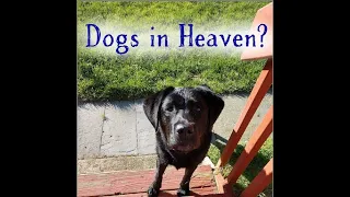 Can dogs go to heaven?  And what about Cats? a Catholic view