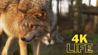 4K Ultra HD Video of Wild Animals:1 HR 4K Wildlife Scenery with Music