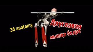 Двуглавая мышца бедра (бицепс бедра). 3d anatomy. MUSCLE MOTION