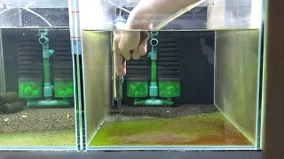 Four Reasons Why To Reset Shrimp Tank