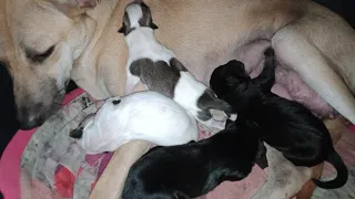 Street Dog Given A Birth 4 Puppies, So Adorable Puppies