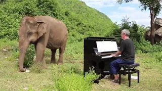 Bach on Piano for Blind Elephant