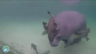 Invasive armored catfish causing harm to Florida's manatees