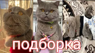 Подборка видео Лупиты из Тик Тока 💥😻