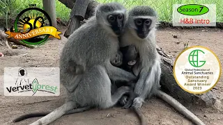 Baby orphan monkeys, meet their new monkey moms