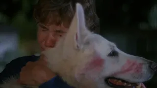 white dog (1982) - julie gets attacked