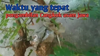 Tumbuh daun muda.?waktunya panen cangkok asam jawa