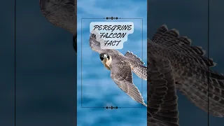 3 Peregrine Falcons Facts -  Majestic Peregrine Falcons: Nature's Speed Demons  #animalfacts #nature