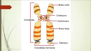 GENOMA HUMANO, ESTRUCTURA Y CLASIFICACIÓN CROMOSÓMICA Y MUTACIONES